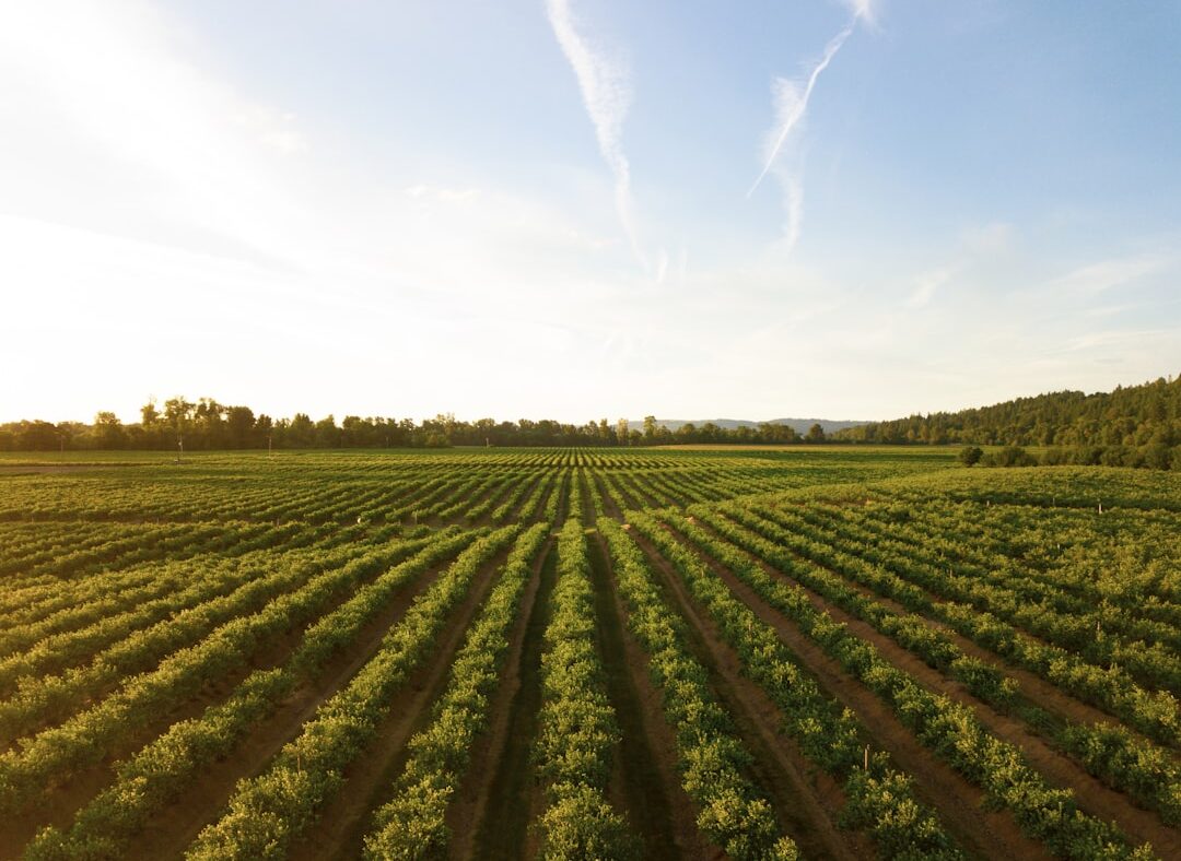 Vietnam’s farm-traceability AI tests EU compliance—and state data power
