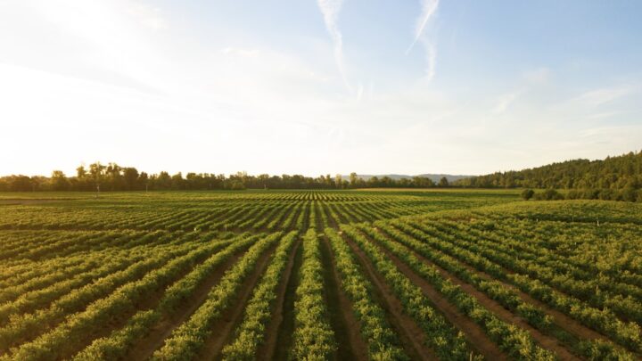 Vietnam’s farm-traceability AI tests EU compliance—and state data power